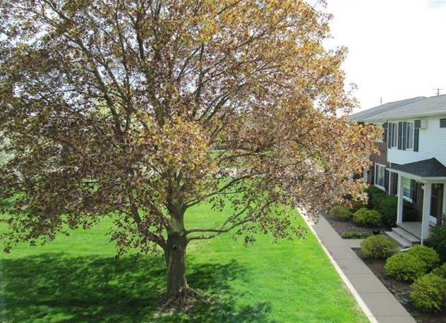 Rochester Court Condos for sale
